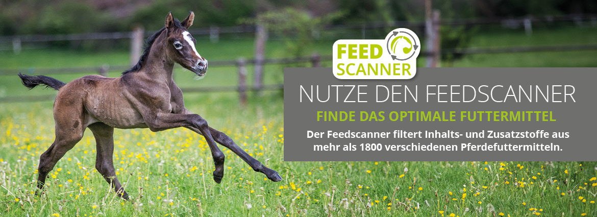 Feedscanner